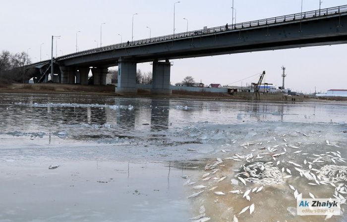 Жайық балығын «Атырау Су Арнасының» сұйық хлоры мен шенділердің салғырттығы құртты