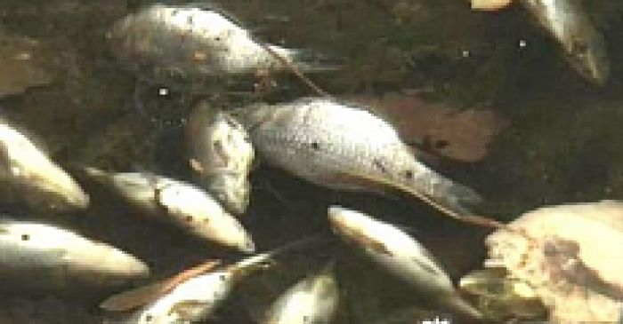 Солтүстік Қазақстан облысының көлдерінің бірінде пестицидтермен улану салдарынан балықтардың жаппай қырылуы тіркелді
