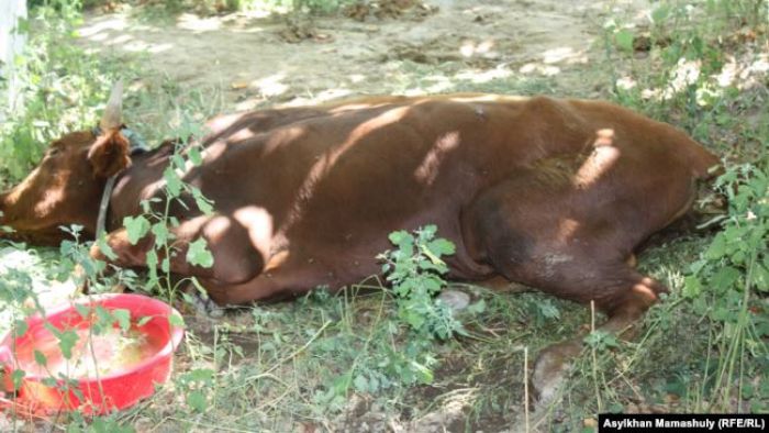 Жамбыл облысында төрт адамға қарасан жұққаны анықталды