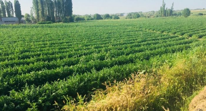 Шекара маңындағы жерлер шетелдіктерге берілмейді – сенат заң қабылдады