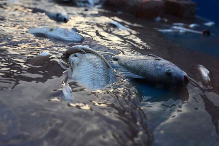 Ақтөбеде Атжақсы өзеніндегі балық қырылып қалды