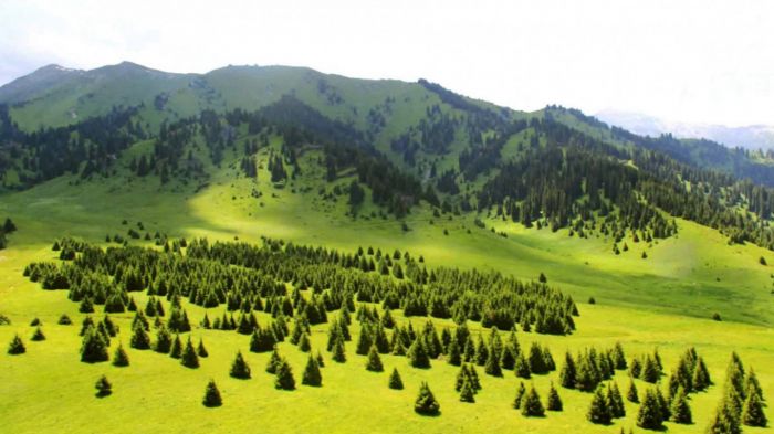 Мемлекет басшысының Көк-Жайлауға қатысты шешіміне БҰҰ пікір білдірді