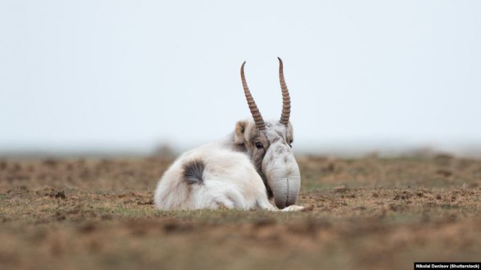 Ақтөбе облысында «киік атып, көлігін өртеген» броконьерлер қамалды