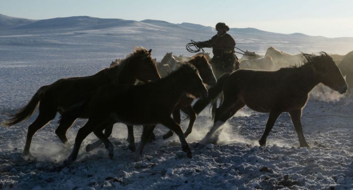 Мал ұрлығы үшін жаза күшейтіледі – Бас прокуратура