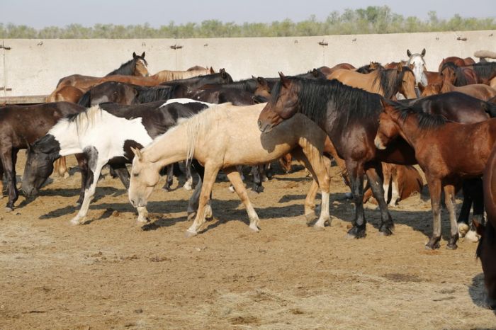 Ресей Қазақстанға жылқы етін экспорттап жатыр