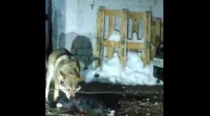 ​WhatsApp-та тарап жатқан қасқырлар туралы видео елорда тұрғындарын шошытты 