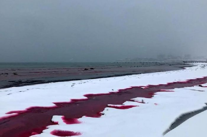 Экологтар Каспий суының қызыл түске боялу себебін атады 