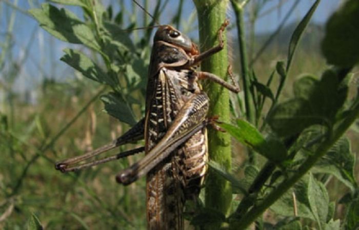 2020 жылы шегірткемен күреске Қазақстанда республикалық бюджеттен Т1 млрд бөлінді