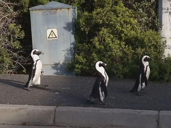 ​Кейптаунда пингвиндер қаланың бос көшелерін аралап жүр 