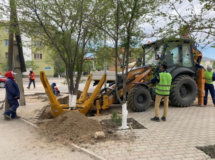 «Көшірілген ағаштар тамыр алмаса, әрқайсысының орнына 5 жаңасын отырғызамыз»