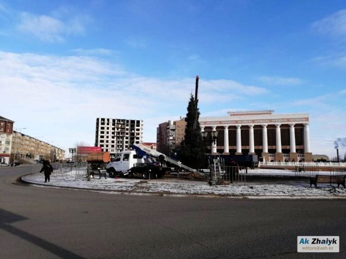 Драма театр алдындағы көгілдір шырша климатымызға шыдай алмаған