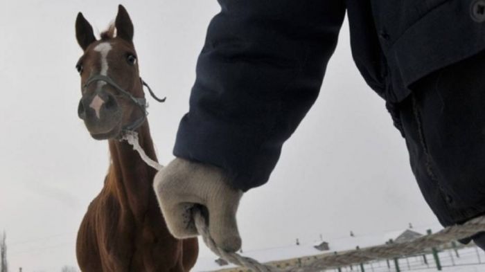 Елімізде мал ұрлағандар 12 жылға дейін бас бостандығынан айырылатын болды