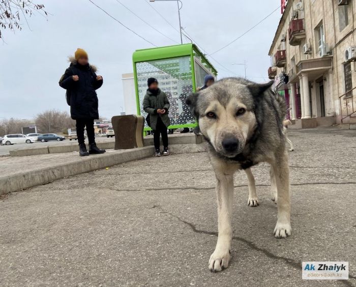 "Иттер тек тұрғындардың өтініші бойынша жойылады"