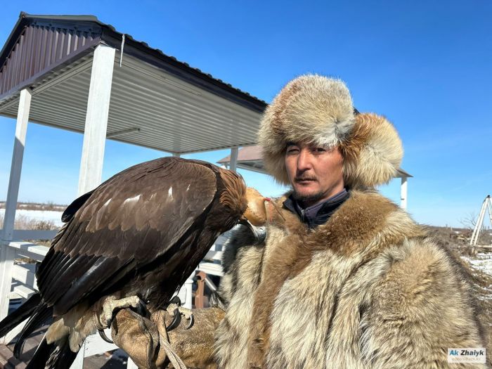 «Бүркітке арнап жылқы сойып бермегенмен, соғымнан үлесін алады»