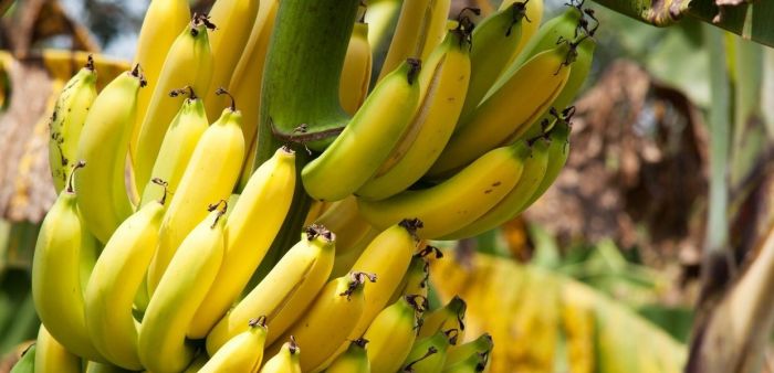 Қазақстан алғаш рет банан өсіріп жатыр