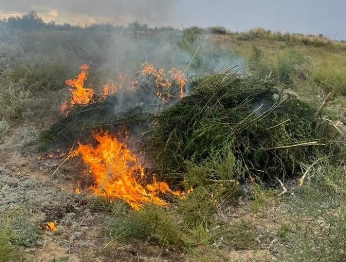 Үш ведомство мен еріктілер қарасора алқабын өртеді