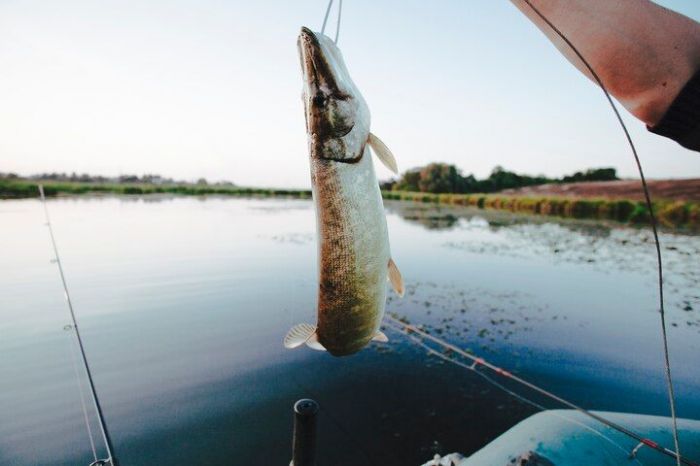 Атырауда балық аулауға мораторий жариялау ұсынылды