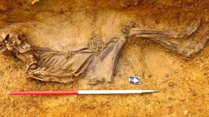 Екі мың жыл бұрын өмір сүрген — Ұлыбританиядан сармат адамының сүйегі табылды