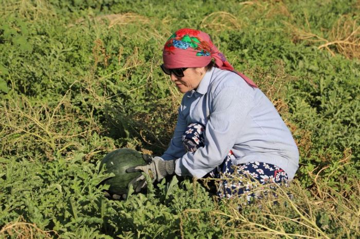 Диқандар өнімдерін Атыраудағы базар сөрелеріне шығарды