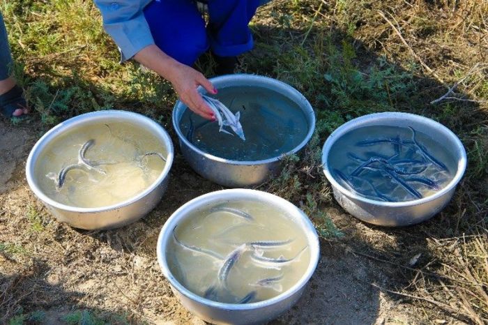 Жайық өзенінің бойына миллионнан астам бекіре шабақтары жіберілді