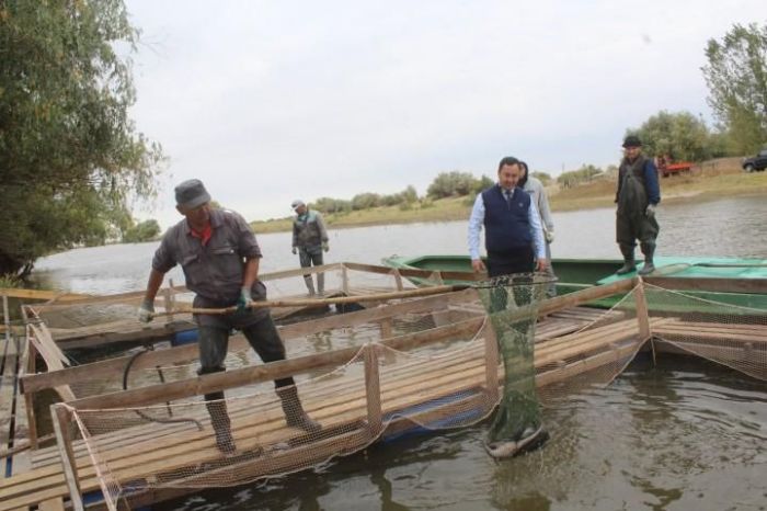 ​Құрманғазы ауданында африкалық балық өсіріліп жатыр