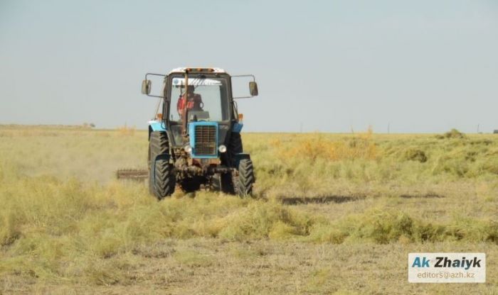 Атырау облысының егістік алқаптарында өнім жинау қызу жүріп жатыр