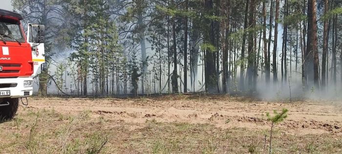 “Семей орманында“ жалған дипломмен жұмыс істегендер ұсталды