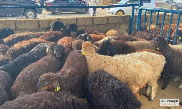 Атыраудағы мал базарында өлген сиырдан сібір жарасы анықталды