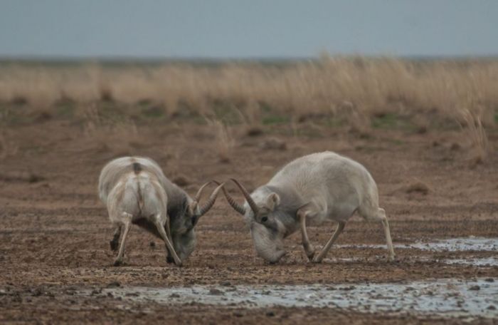 ​Полиция қызметкері киік аулап, бостандығынан айырылды