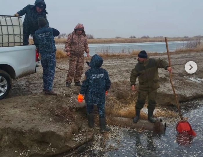 Жайық-Каспий инспекциясы Бақсай су каналында шабақтардың қырылу қаупі туралы хабарлады