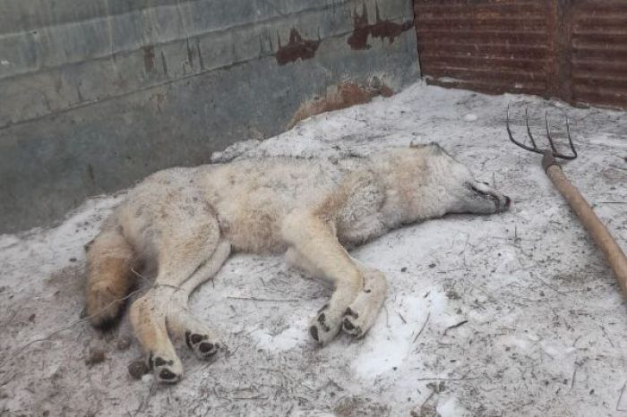 Атырау облысында қасқыр мен шибөрі ату лимиті бітті