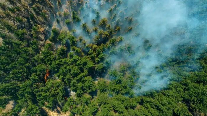 ​«Семей орманы» өртіне қатысты барлық қылмыстық істің соңғы нүктесі қойылды​