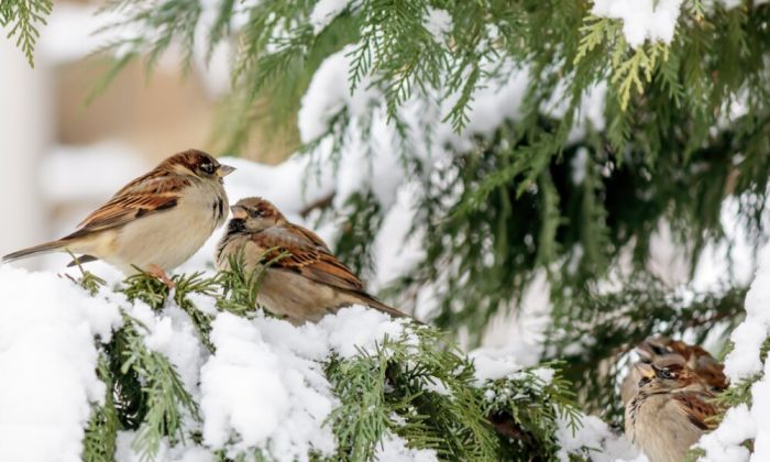 Бұрқасын, көктайғақ, тұман: 30 қаңтарға арналған ауа райы болжамы жарияланды