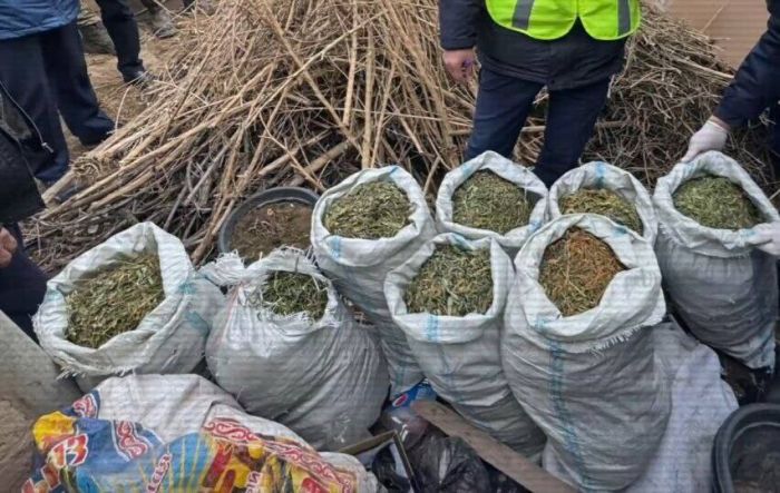 Түркістан облысының тұрғыны фитозертхана ұйымдастырған  