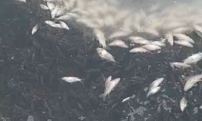 Қамыскөлге 23 мың шабақ жіберілді