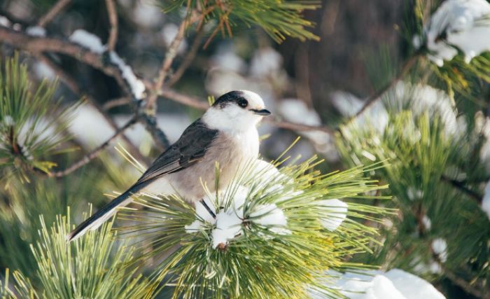 6 ақпанда қазақстандықтарды қандай ауа райы күтеді