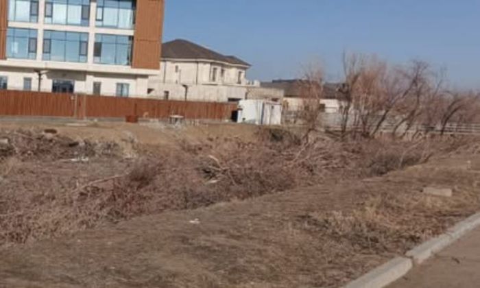 Неліктен жағалаудағы ағаштар кесіліп жатыр?