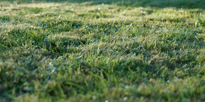 Ақмола облысында 39,3 мың га ауыл шаруашылығы жері тәркіленді