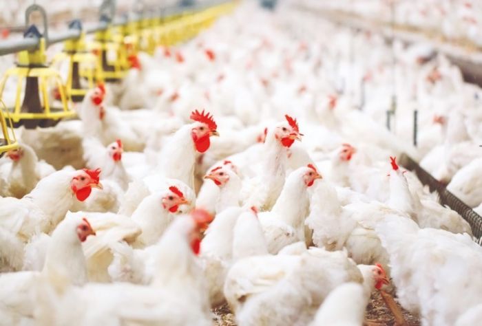 Түркістанда жылына 48 000 тонна өнім өндіретін құс фабрикасы салынады