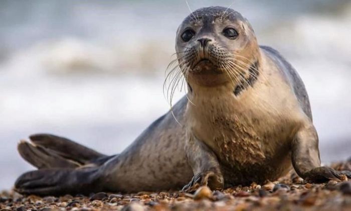 ​Қазақстанда ғылыми мақсаттар үшін сирек кездесетін балықтар мен Каспий итбалығын алу жоспарланып отыр