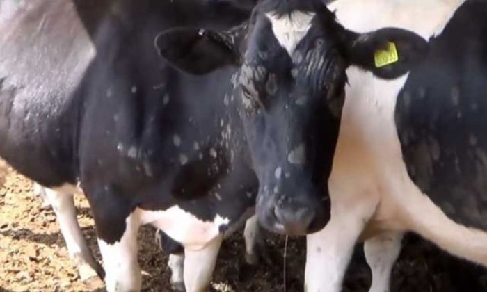 Атырауда ірі қарадан қотыр шықты