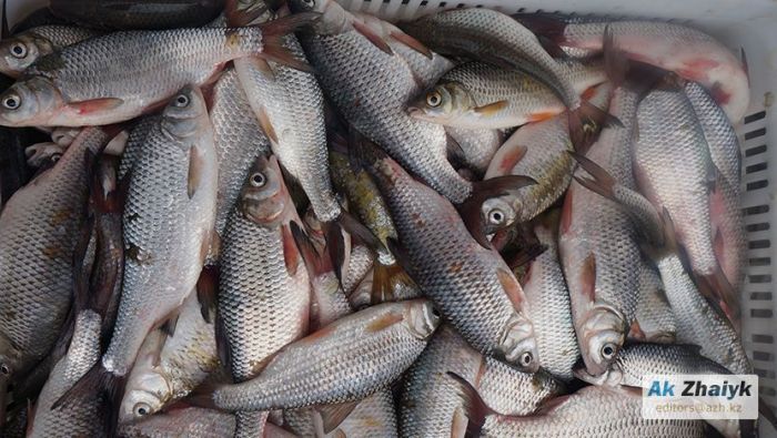 Қазақстанда балық өнімдерінің бағасы өсті