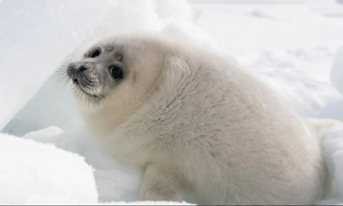 ​Қаражанбас және Қаламқас кен орны маңында итбалық қалай құрлыққа шықты 