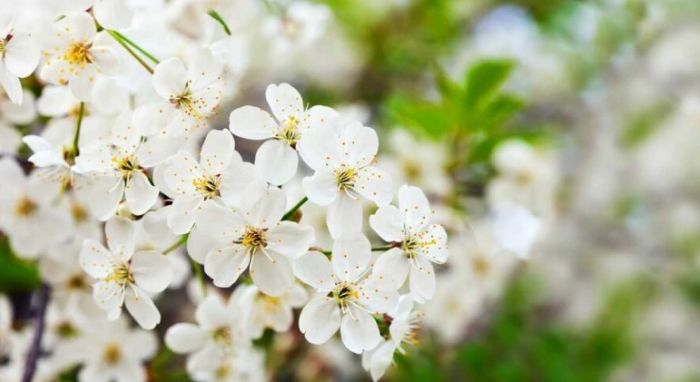 Мамырдағы мереке күндері ХҚО мен мамандандырылған ХҚО қалай жұмыс істейді