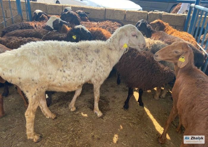 Биылғы Құрбан айт қай күні басталады?