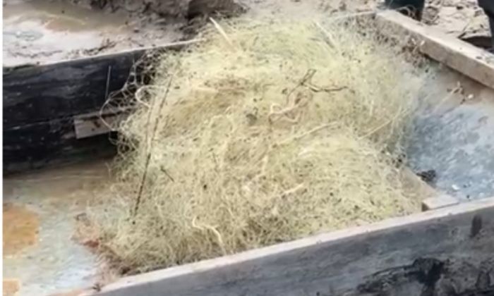 Жайық торға толды: браконьерлер белсенді, инспекторлар аз