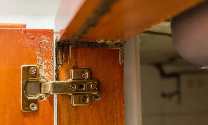 Жылыой ауданында термиттер ​қаптап кетті