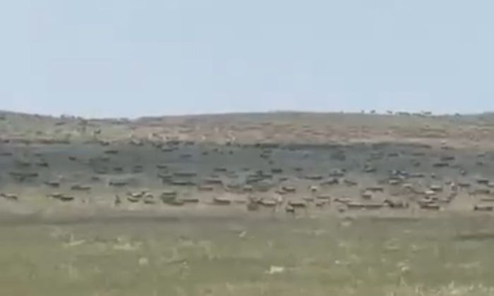 ​Ақмола облысының егіншілері егінді тапаған киіктен құтылудың амалын тапты