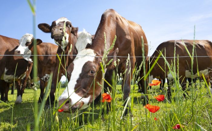 Қазақстанда 2025 жылдың басынан бері ауыл шаруашылығы жануарларының аурушаңдығы 68,1%-ға төмендеді