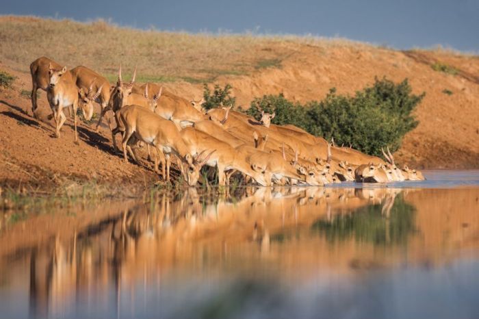 ​«Киіктерге арналмаған»: Құрманғазы ауданында сою цехы салынады